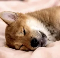 LK, a male Shiba Inu for sale in Orlando, FL – Photo 4 of 5