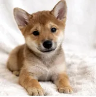 LK, a male Shiba Inu for sale in Orlando, FL – Photo 2 of 5