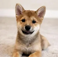 LK, a male Shiba Inu for sale in Orlando, FL – Photo 5 of 5