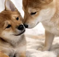 LK, a male Shiba Inu for sale in Orlando, FL – Photo 3 of 5