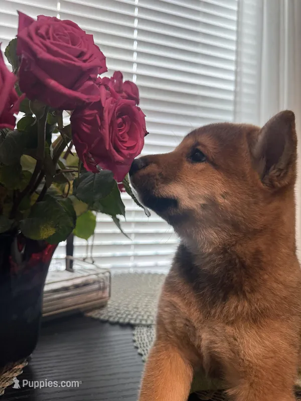 Lion King – Shiba Inu puppy for sale in Orlando, FL