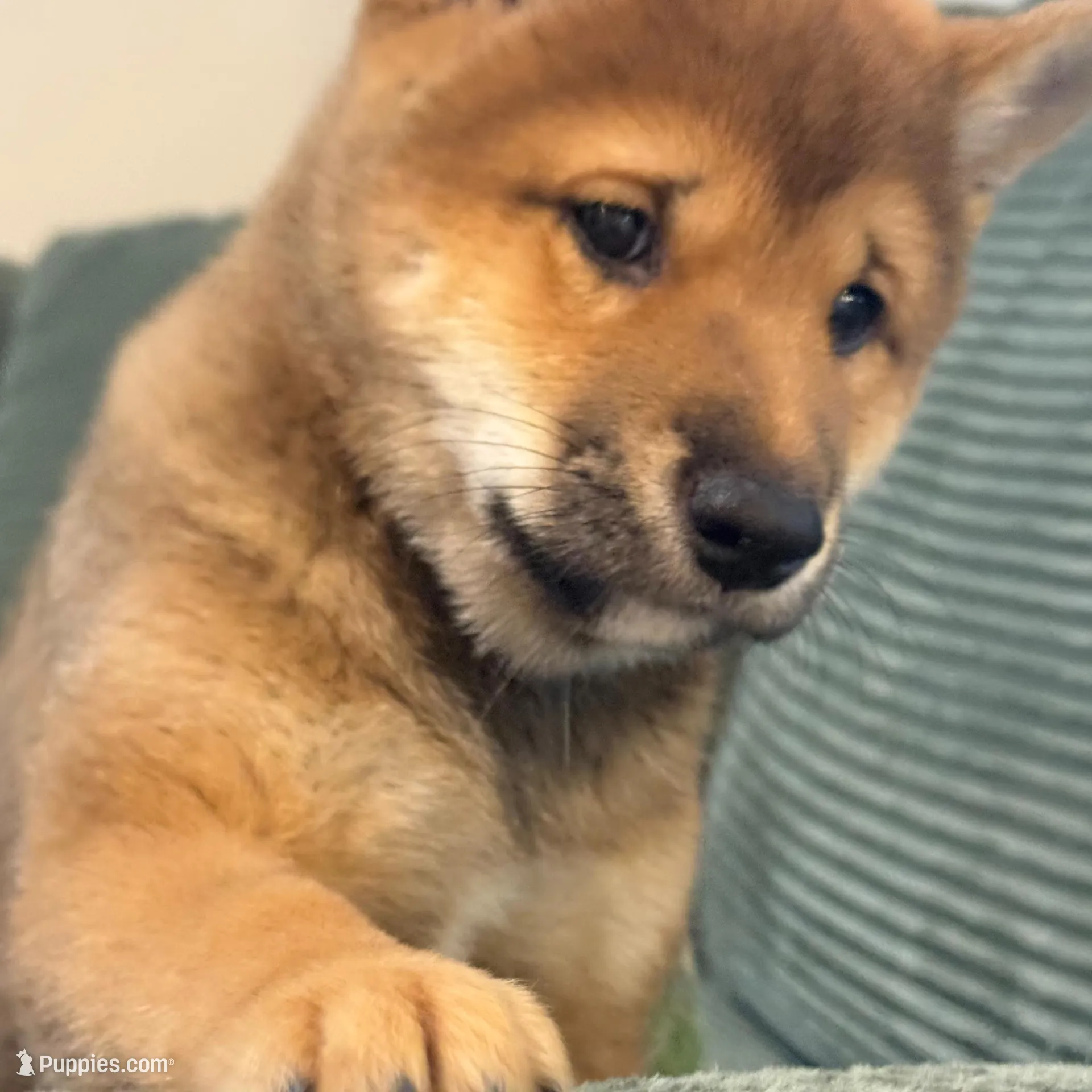 Lion King, a male Shiba Inu for sale in Orlando, FL – Photo 4 of 10