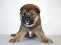 Lion King, a male Shiba Inu for sale in Orlando, FL – Photo 1 of 8