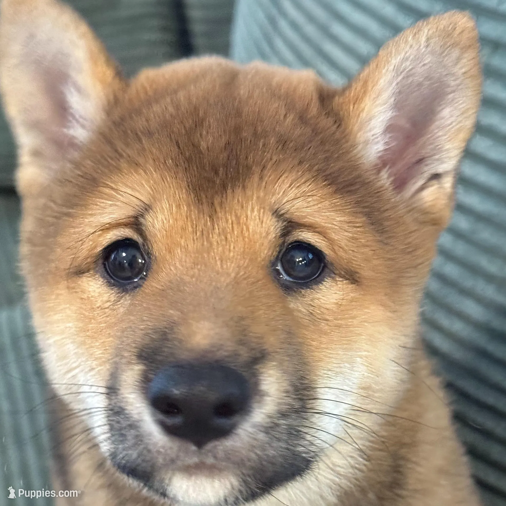 Lion King, a male Shiba Inu for sale in Orlando, FL – Photo 6 of 10