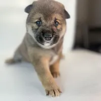 Lion King, a male Shiba Inu for sale in Orlando, FL – Photo 8 of 10