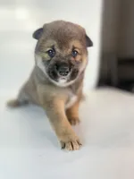 Lion King, a male Shiba Inu for sale in Orlando, FL – Photo 5 of 8