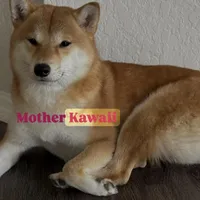 Lion King, a male Shiba Inu for sale in Orlando, FL – Photo 10 of 10