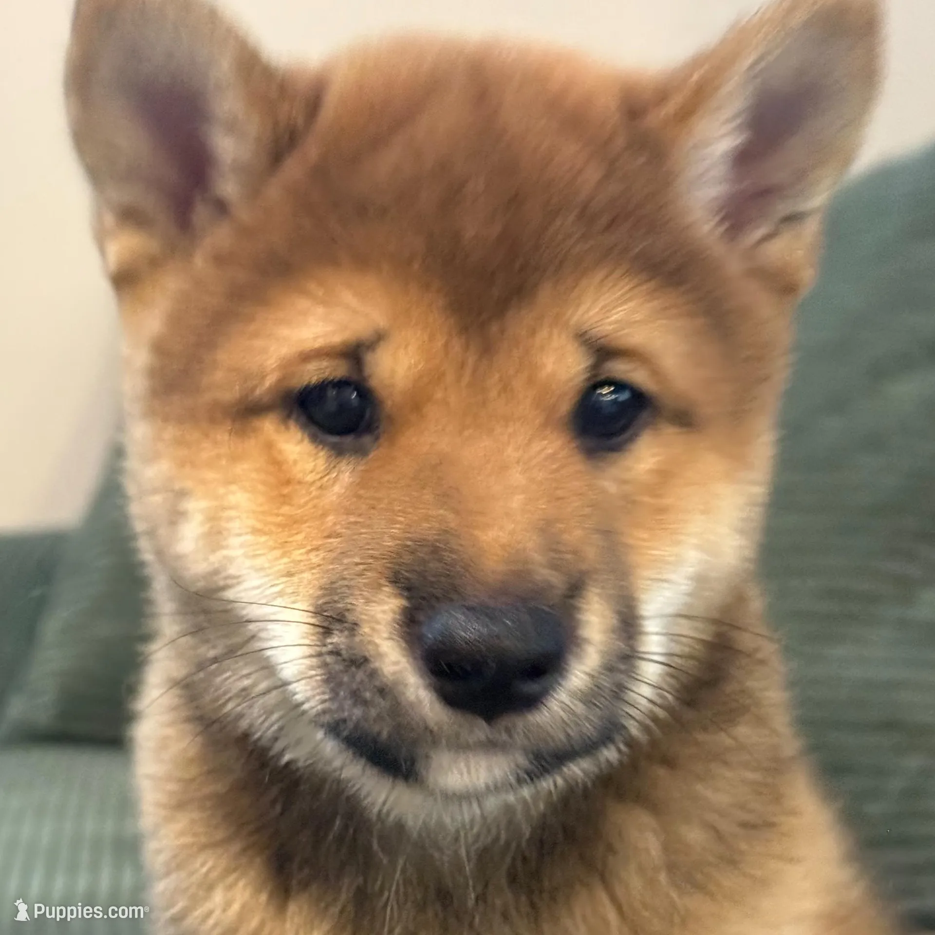 Lion King, a male Shiba Inu for sale in Orlando, FL – Photo 5 of 10
