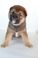 Lion King, a male Shiba Inu for sale in Orlando, FL – Photo 4 of 8