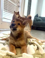 Lion King, a male Shiba Inu for sale in Orlando, FL – Photo 3 of 10