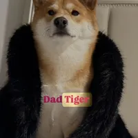 Lion King, a male Shiba Inu for sale in Orlando, FL – Photo 9 of 10