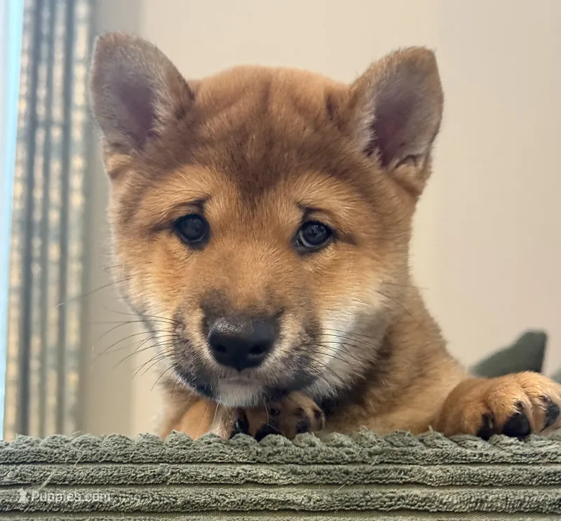 Lion King – Shiba Inu puppy for sale in Orlando, FL