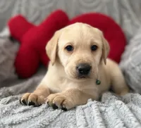 processed/c240d5a1-2902-4b17-a970-dcfa75fccc6d/listing/01e0a91a-e6b6-4e96-9e20-6a73fef6f60f/33a23105-0059-4572-b52d-151fdf3dae9b