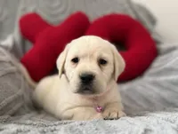 processed/c240d5a1-2902-4b17-a970-dcfa75fccc6d/listing/1ff011f2-7a79-455c-a1fb-7a5a5af8b599/3a74f7bf-6869-4682-b77d-eaa695c47171