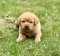 Walter - English Lab, a male Labrador Retriever for sale in Luana, IA – Photo 2 of 3
