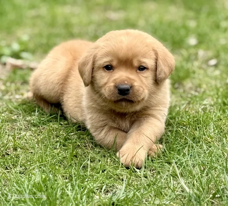 Walter - English Lab – Labrador Retriever puppy for sale in Luana, IA