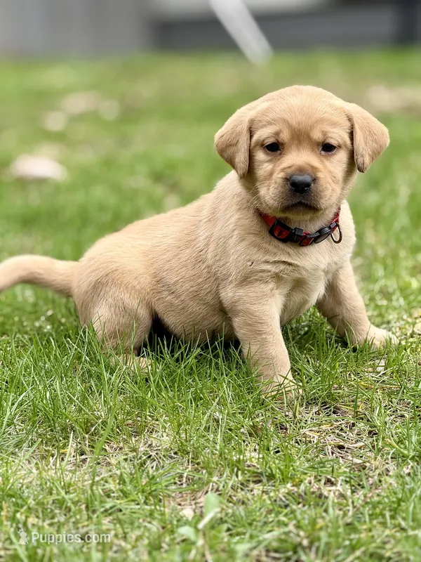 Lily - English Lab – Labrador Retriever puppy for sale in Luana, IA