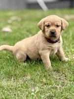 Lily - English Lab, a female Labrador Retriever for sale in Luana, IA – Photo 1 of 2