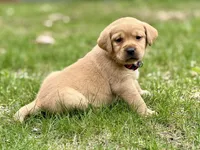 Lily - English Lab, a female Labrador Retriever for sale in Luana, IA – Photo 2 of 2