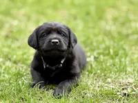 George - English Lab, a male Labrador Retriever for sale in Luana, IA – Photo 2 of 3
