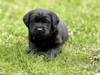 George - English Lab, a male Labrador Retriever for sale in Luana, IA – Photo 3 of 3