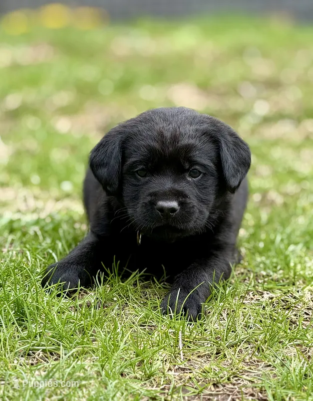 George - English Lab – Labrador Retriever puppy for sale in Luana, IA