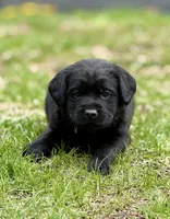 George - English Lab, a male Labrador Retriever for sale in Luana, IA – Photo 1 of 3