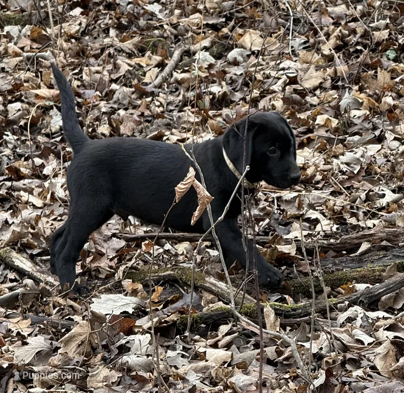 Romeo - English Lab – Labrador Retriever puppy for sale in Luana, IA