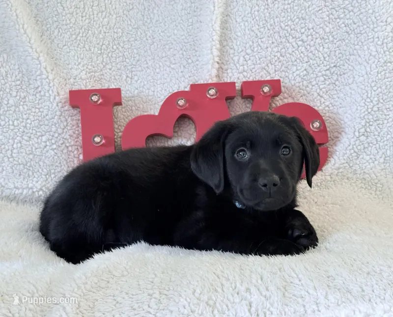 Valentina - English Lab