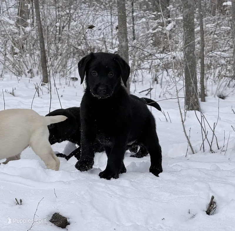 Valentina - English Lab