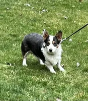 Breeding Pair, a female Pembroke Welsh Corgi for sale in Luana, IA – Photo 3 of 6