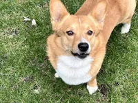 Breeding Pair, a female Pembroke Welsh Corgi for sale in Luana, IA – Photo 6 of 6