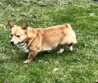 Breeding Pair, a female Pembroke Welsh Corgi for sale in Luana, IA – Photo 4 of 6