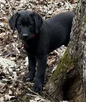 Rosie - English Lab, a female Labrador Retriever for sale in Luana, IA – Photo 1 of 3