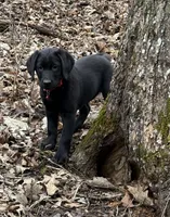 Rosie - English Lab, a female Labrador Retriever for sale in Luana, IA – Photo 3 of 3