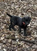 Rosie - English Lab, a female Labrador Retriever for sale in Luana, IA – Photo 2 of 3