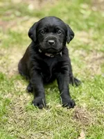 Rose - English Lab, a female Labrador Retriever for sale in Luana, IA – Photo 1 of 2