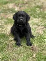 Rose - English Lab, a female Labrador Retriever for sale in Luana, IA – Photo 2 of 2