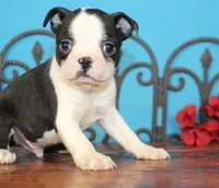 Nancy, a female Boston Terrier for sale in Irving, TX – 1 of 1