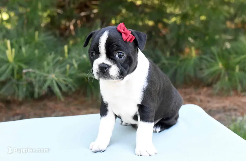 Avery – Boston Terrier puppy for sale in Irving, TX