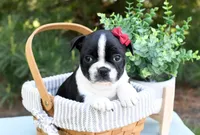 Avery, a female Boston Terrier for sale in Irving, TX – 2 of 2