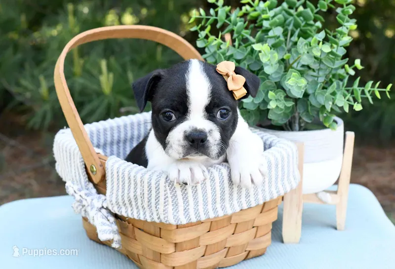 Addison – Boston Terrier puppy for sale in Irving, TX