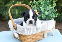 Addison, a male Boston Terrier for sale in Irving, TX – 1 of 2