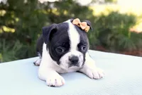 Addison, a male Boston Terrier for sale in Irving, TX – 2 of 2