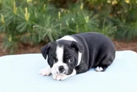 Aquila, a female Boston Terrier for sale in Irving, TX – 2 of 2
