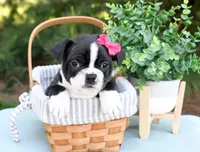Abigail, a female Boston Terrier for sale in Irving, TX – 2 of 2