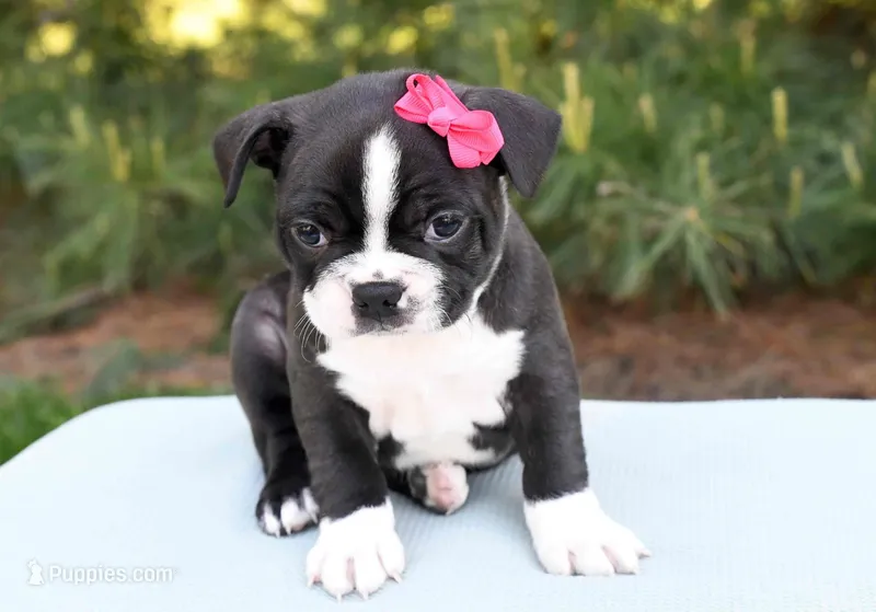 Abigail – Boston Terrier puppy for sale in Irving, TX