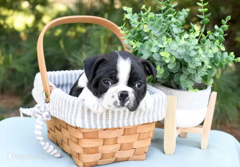 Aquila – Boston Terrier puppy for sale in Irving, TX