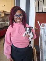 Punkin, a female Boston Terrier for sale in Norfolk, VA – Photo 2 of 2