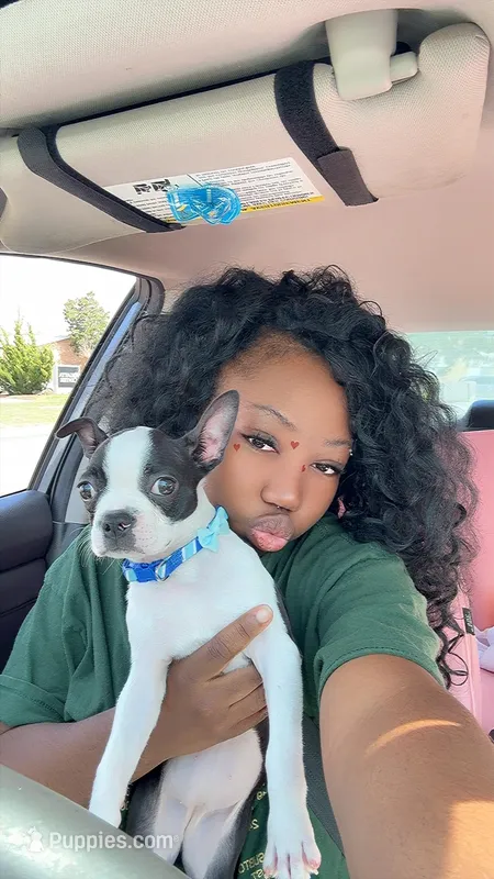 Punkin – Boston Terrier puppy for sale in Norfolk, VA